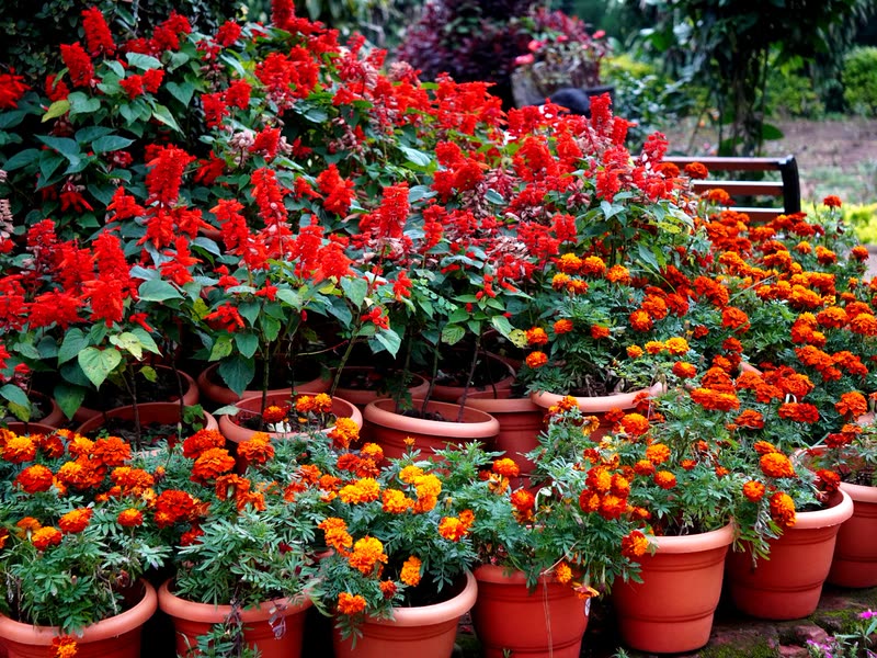 Flower show display of red and orange blooms in pots